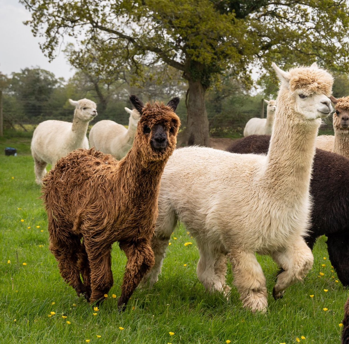 HERD PROCESS before shearing